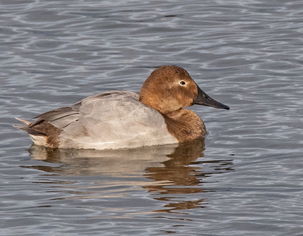 צולל ארוך-צוואר - ML647721642