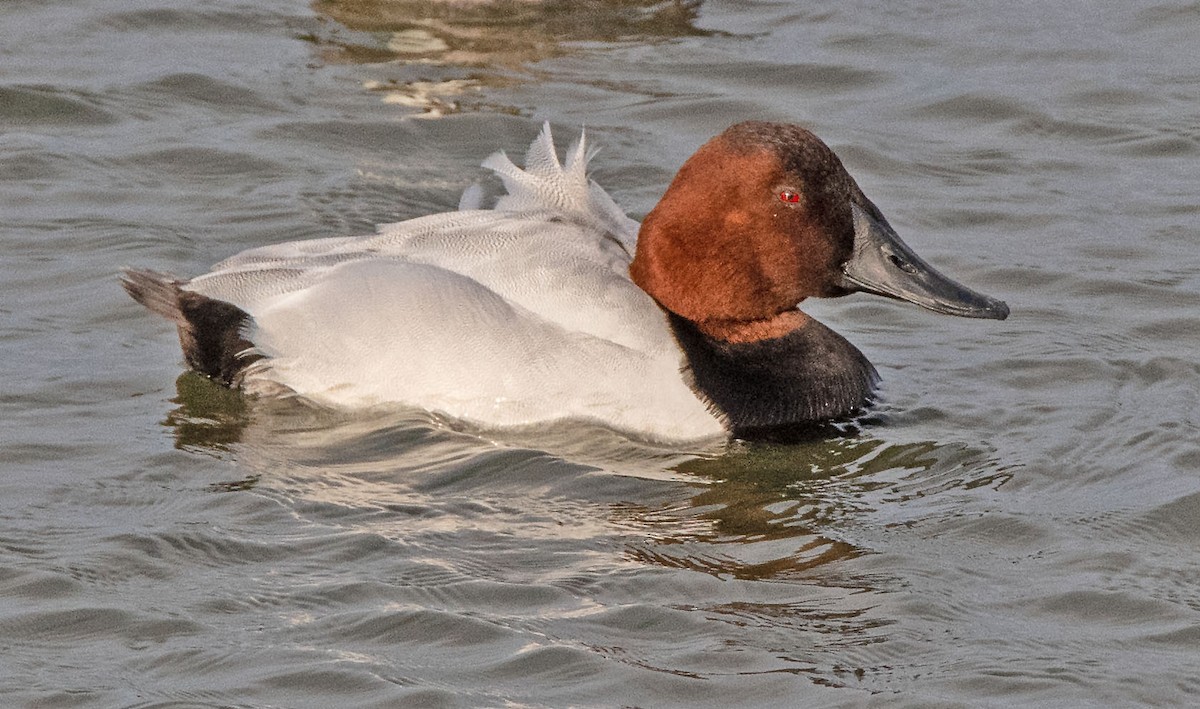 צולל ארוך-צוואר - ML647721643