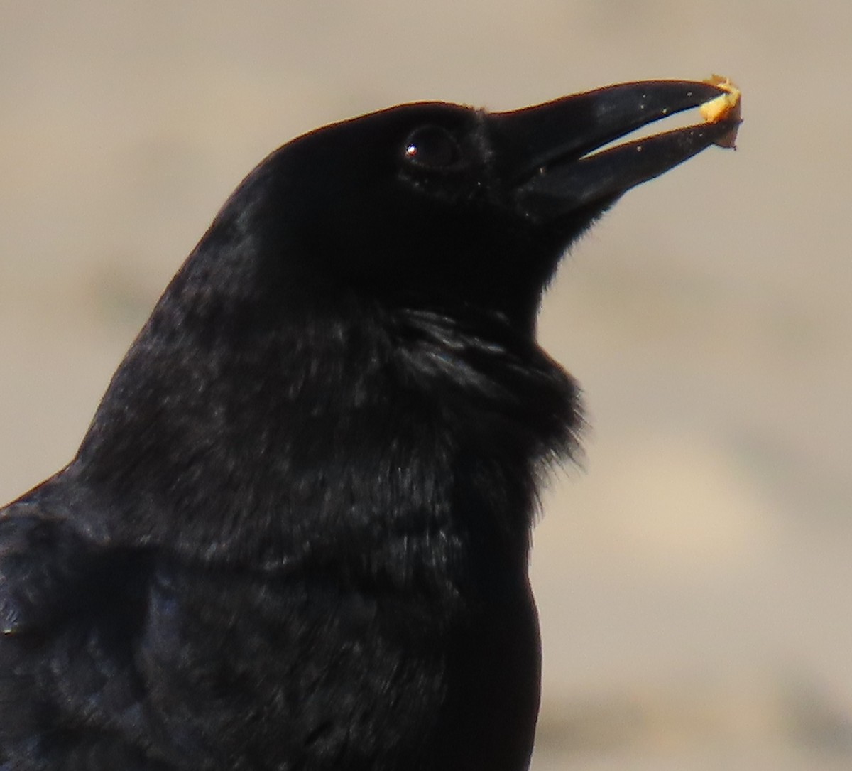 American Crow - ML647721644