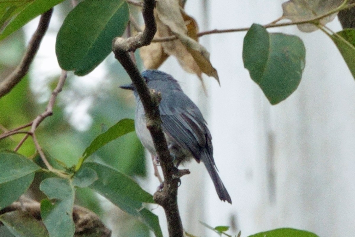 Dull-blue Flycatcher - ML647721645