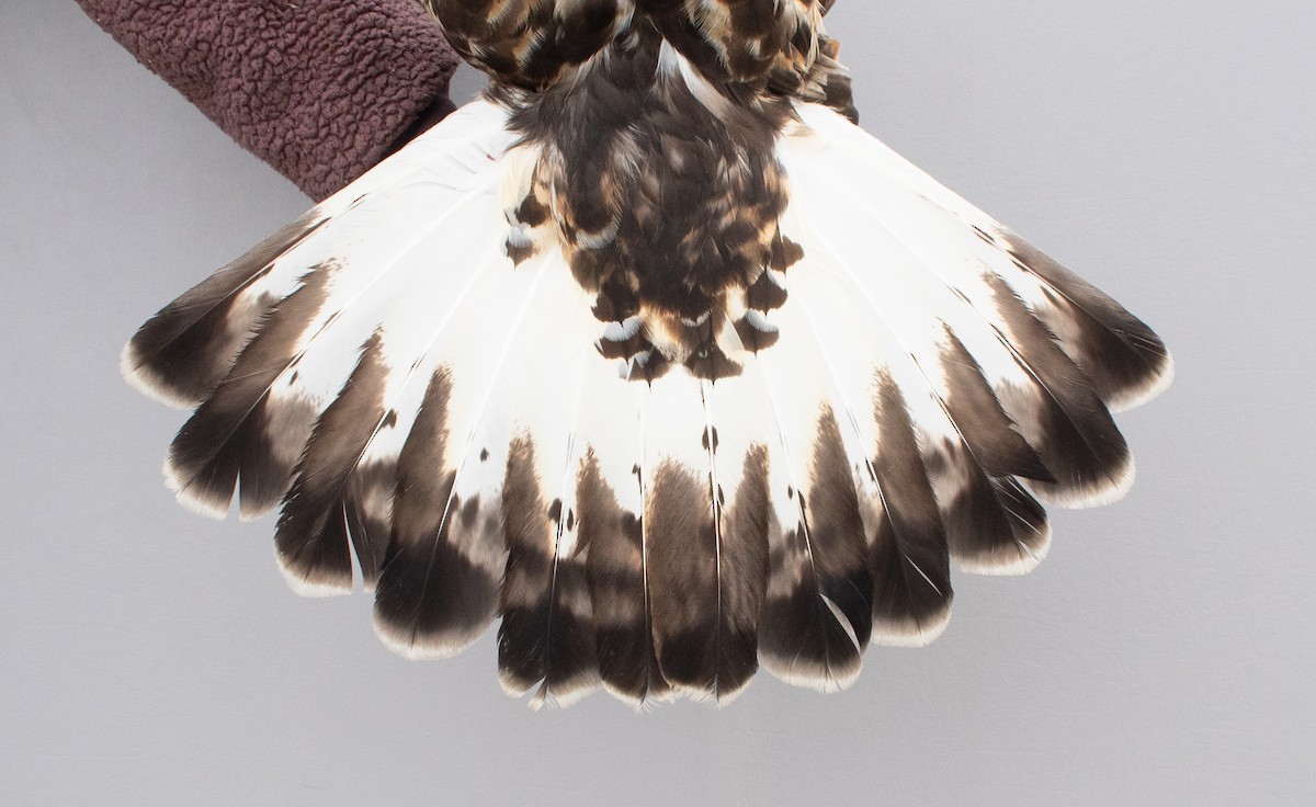 עקב מכנסיים - ML647721646