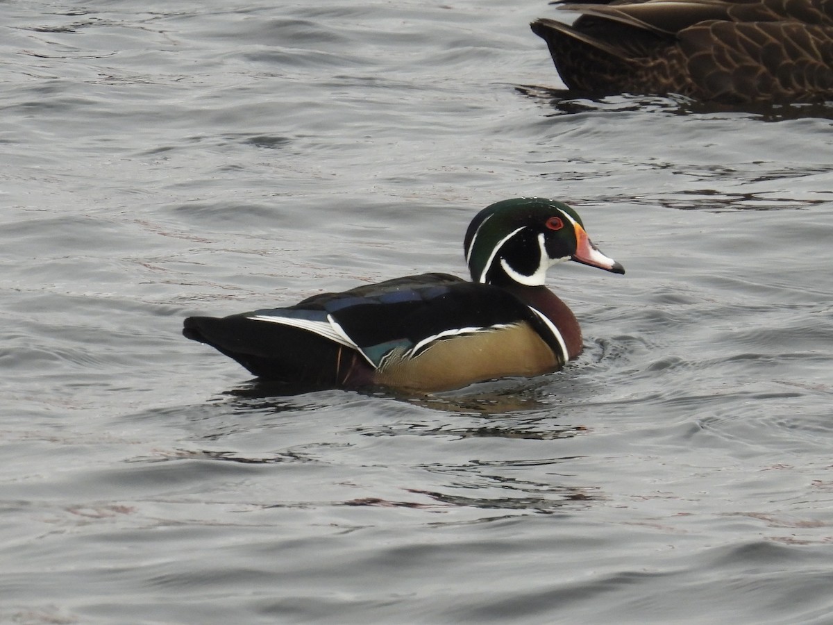 מנדרין אמריקני - ML647721651