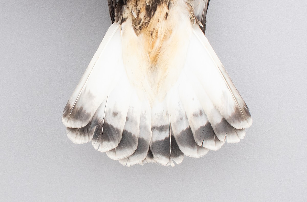 עקב מכנסיים - ML647721652