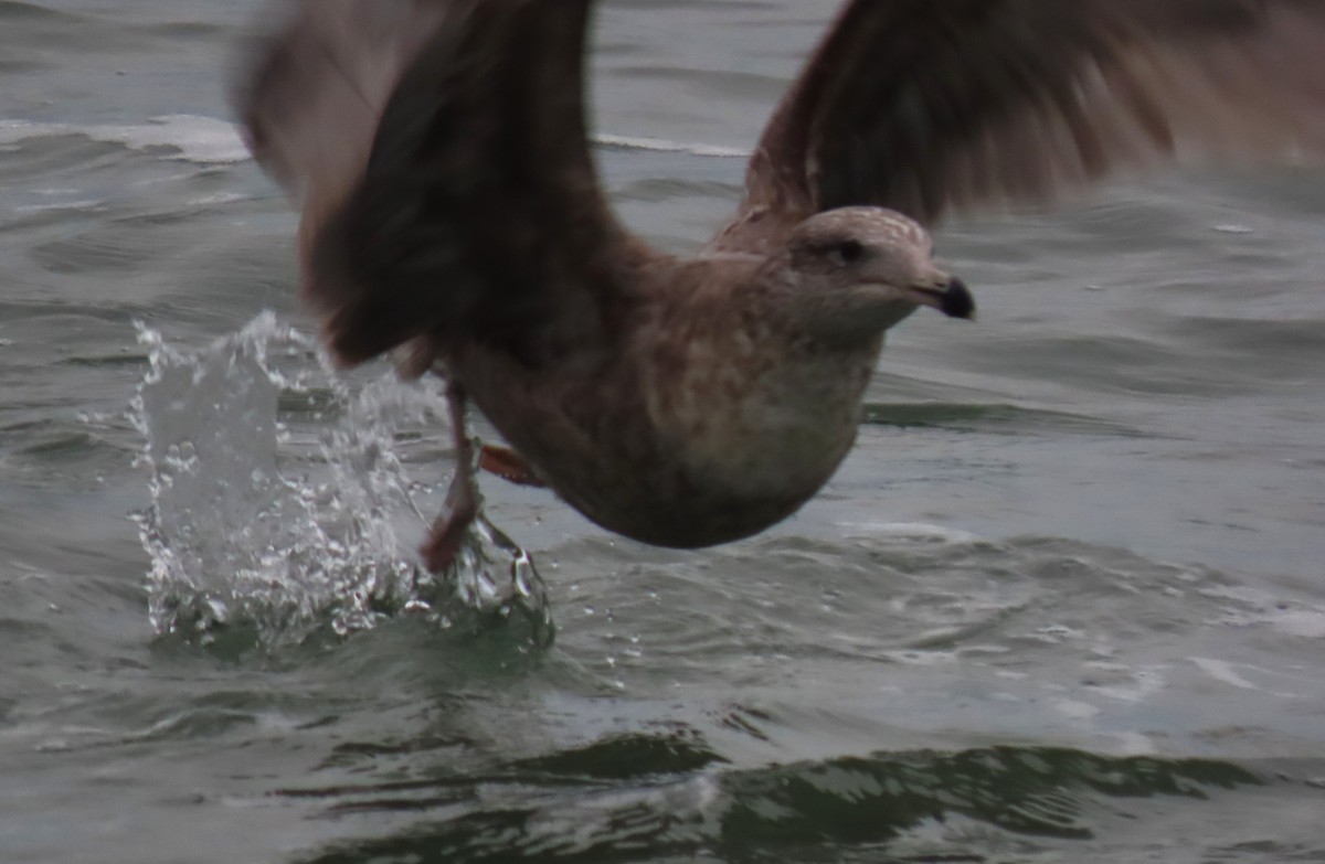 שחף מערבי - ML647721653