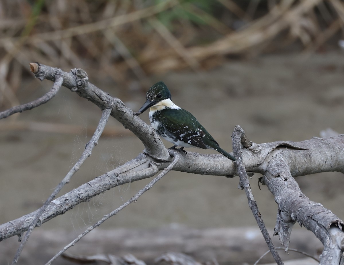 Green Kingfisher - ML647721658