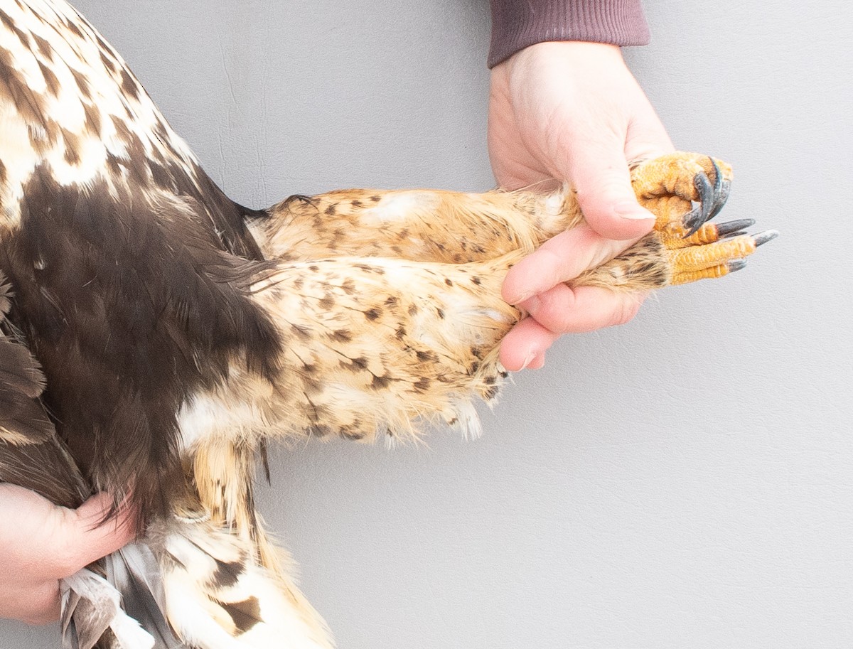 עקב מכנסיים - ML647721663