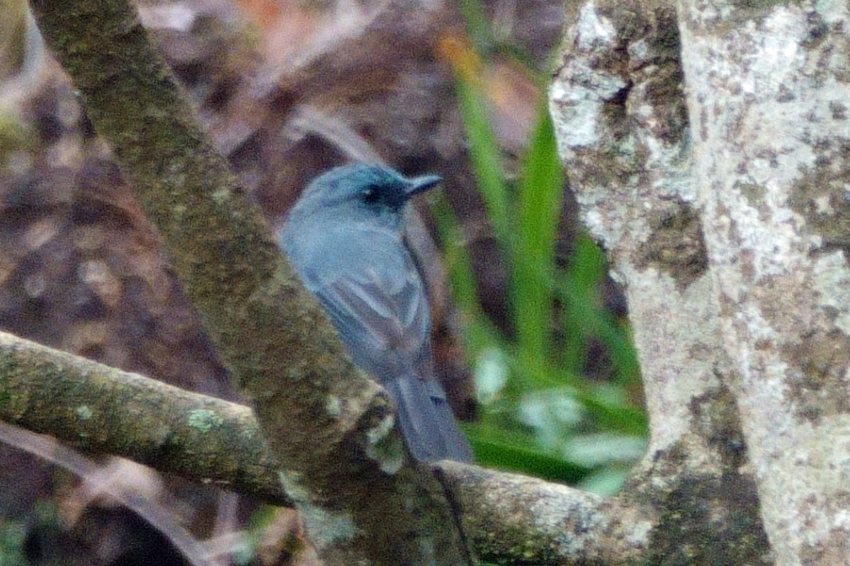 Dull-blue Flycatcher - ML647721664