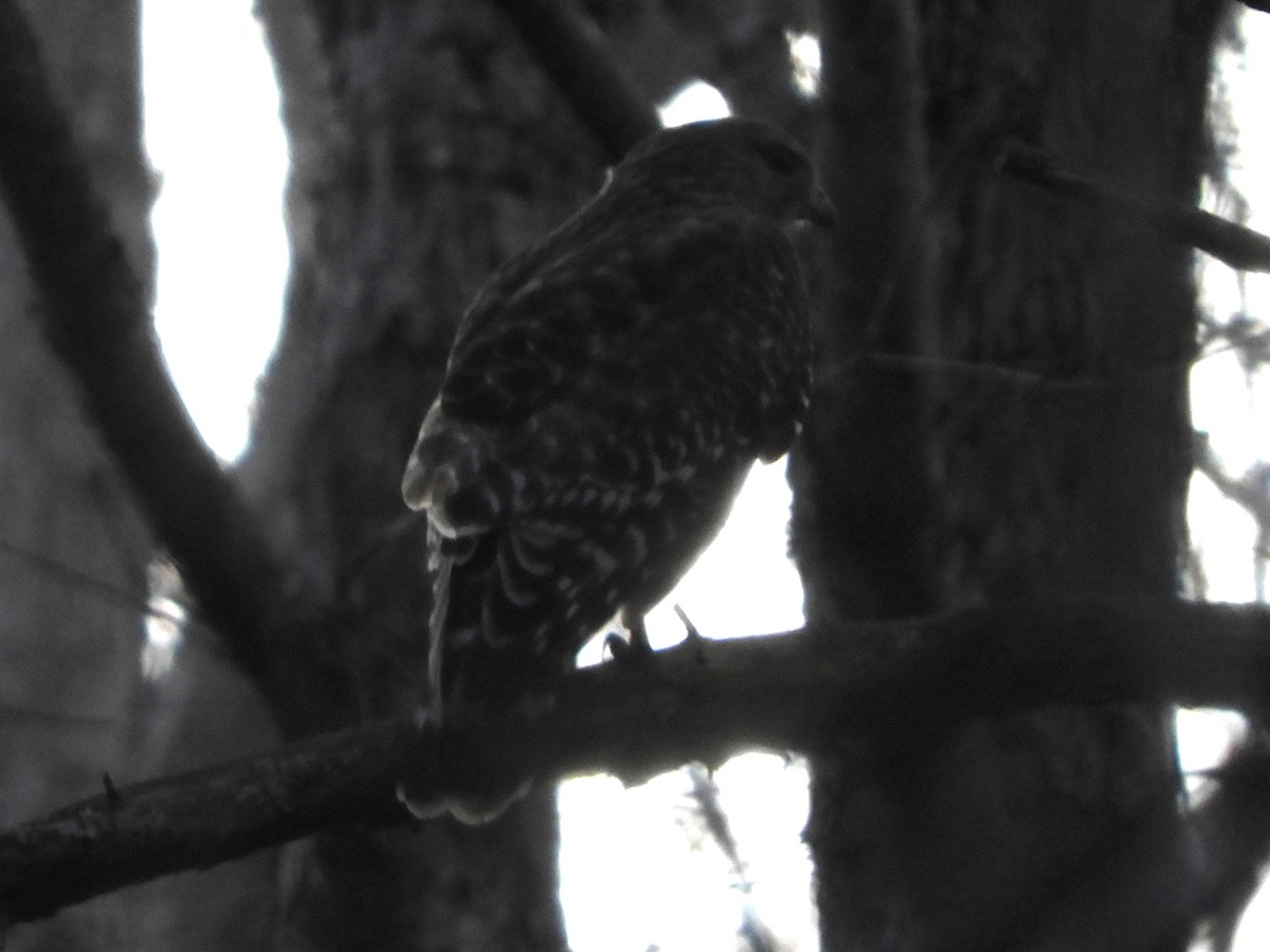 Red-shouldered Hawk - ML647721666