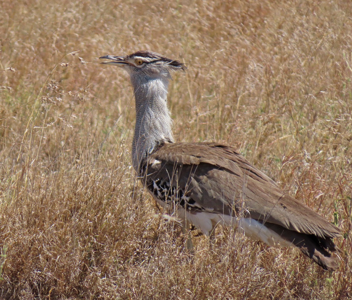 Kori Toyu - ML647721667