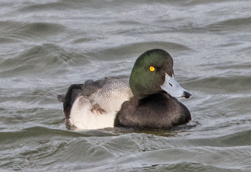 Greater/Lesser Scaup - ML647721677