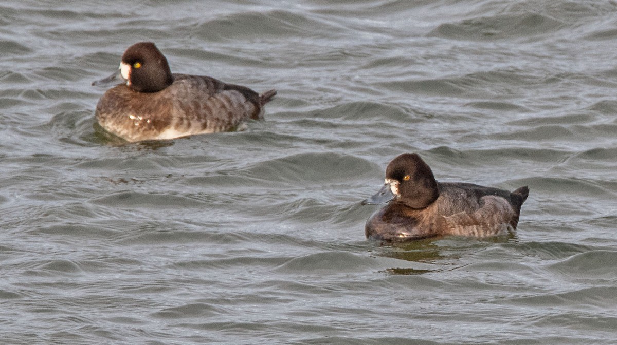 Greater/Lesser Scaup - ML647721678