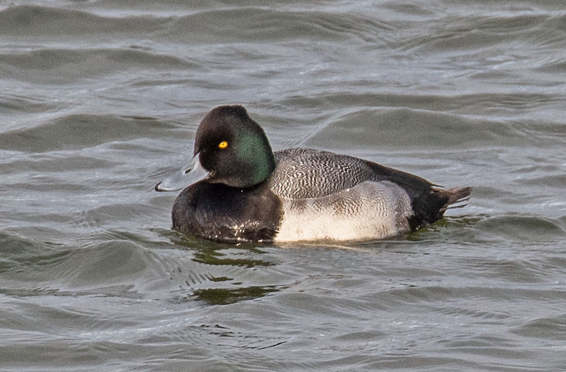 Greater/Lesser Scaup - ML647721679