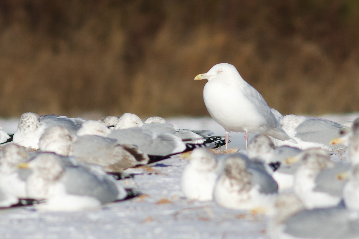 Glaucous Gull - ML647721694