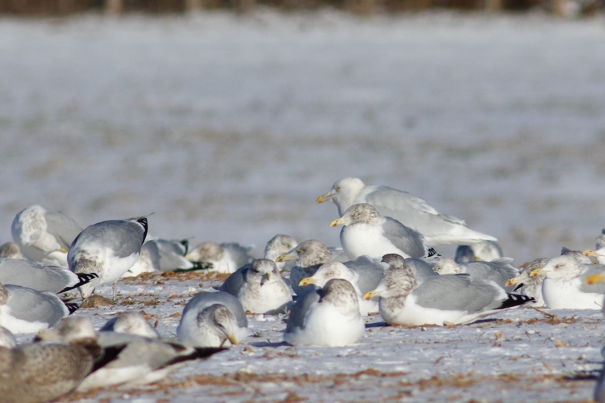 Glaucous Gull - ML647721695