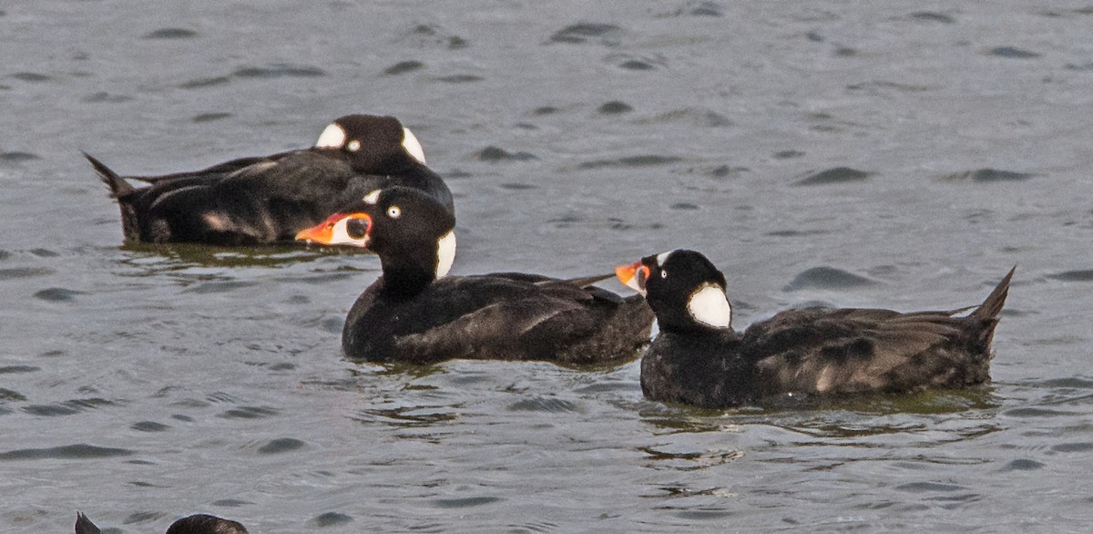 Surf Scoter - ML647721704