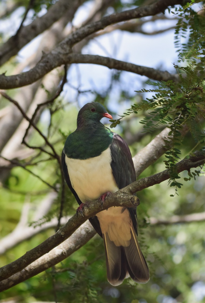 Yeni Zelanda Güvercini - ML647721732