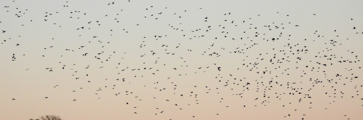 Brown-headed Cowbird - ML647721742