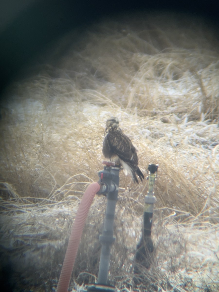 káně rousná - ML647721751