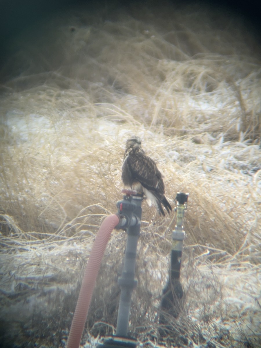 káně rousná - ML647721752