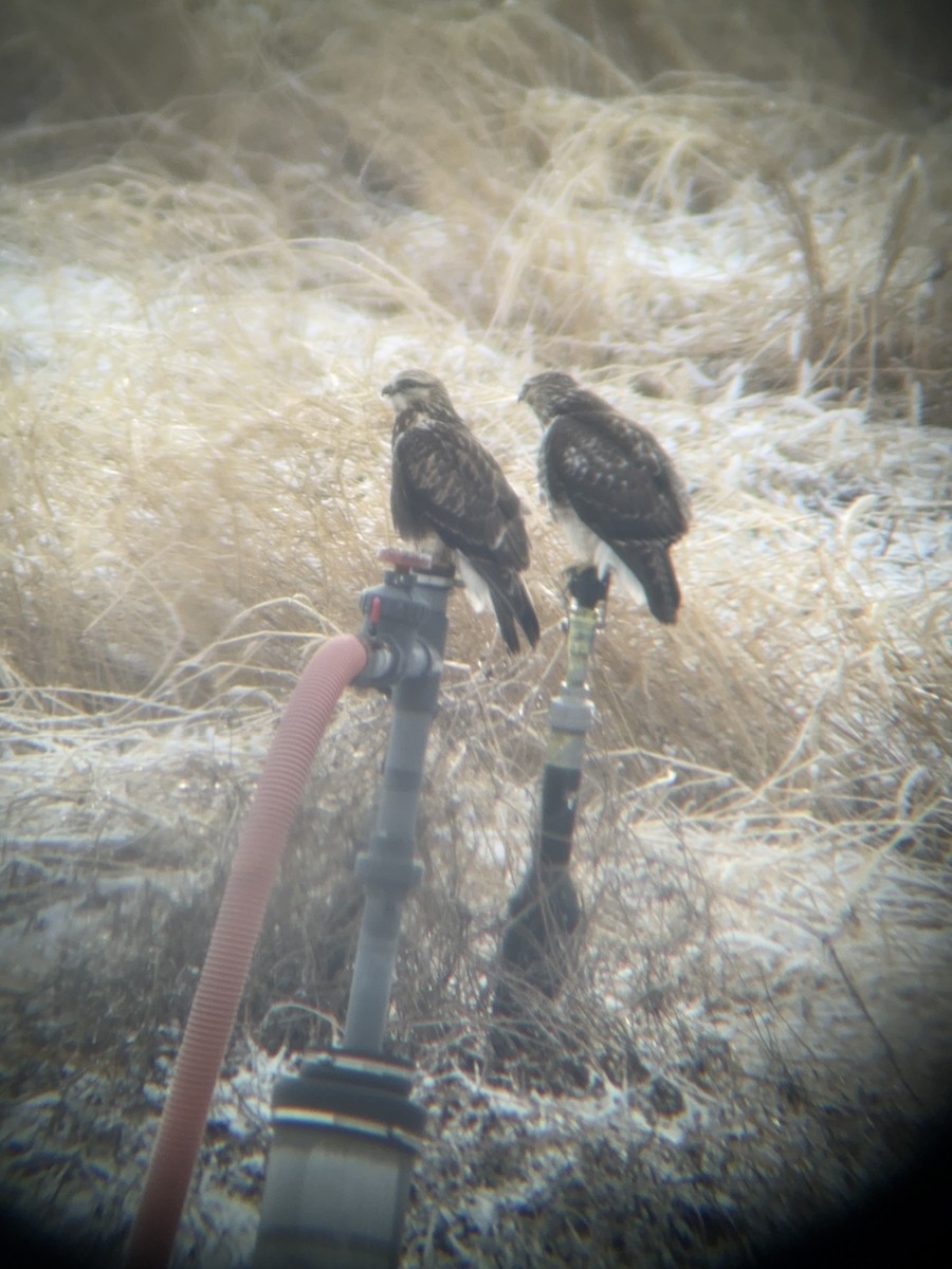 káně rousná - ML647721753