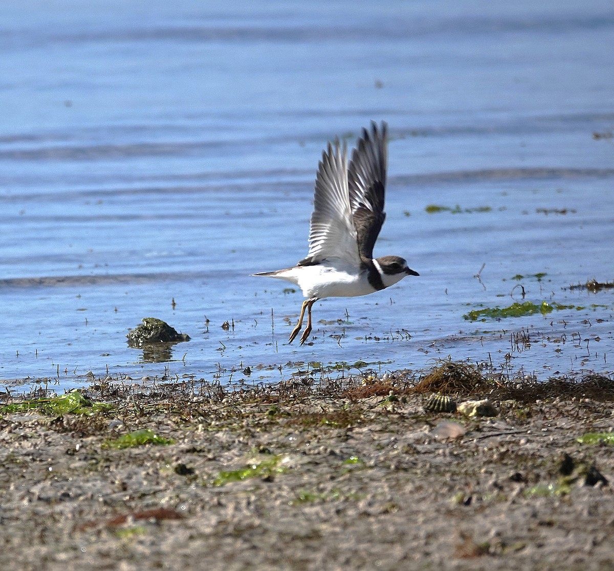 Semipalmated Plover - ML647721776