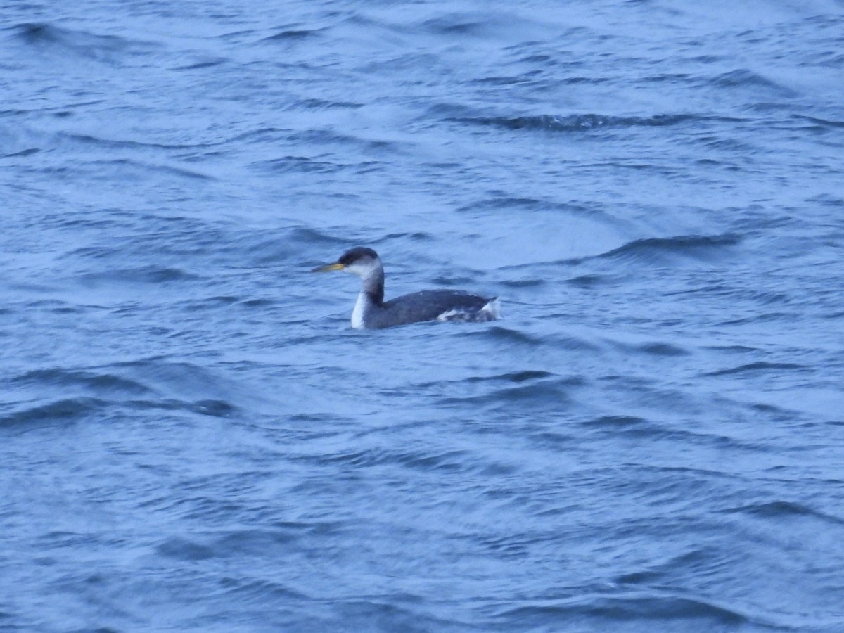 Red-necked Grebe - ML647721791