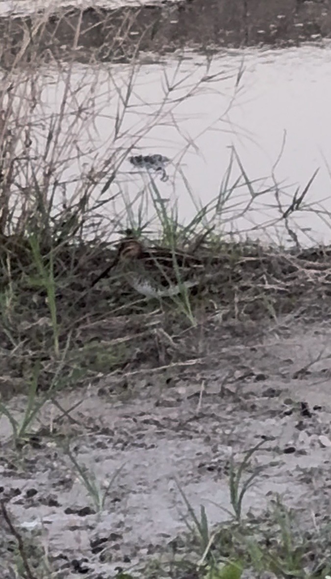 Wilson Suçulluğu - ML647721798