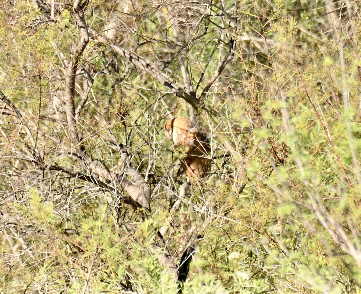 Lechuza Común Americana - ML647721815