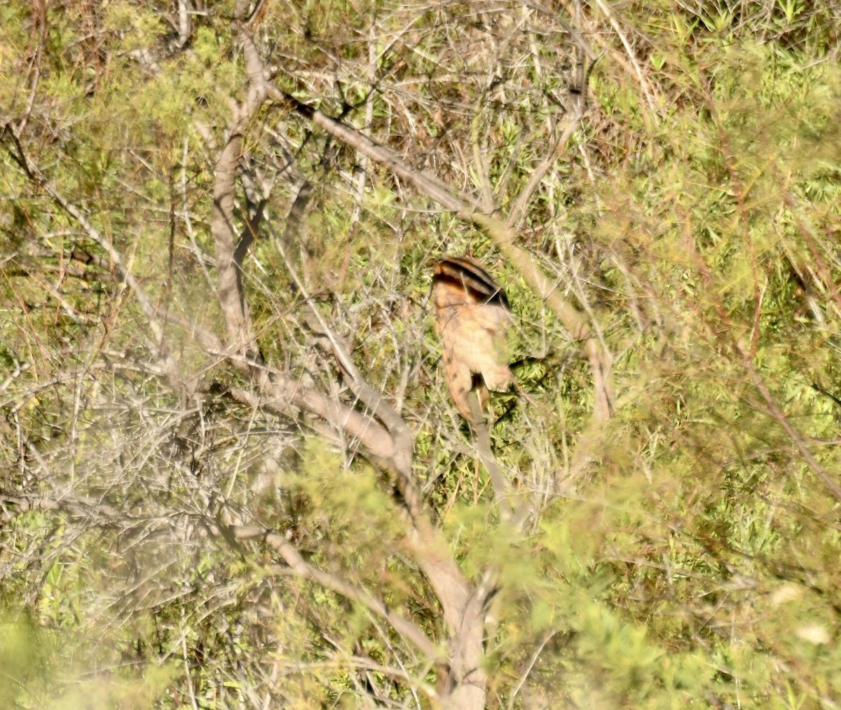Lechuza Común Americana - ML647721821
