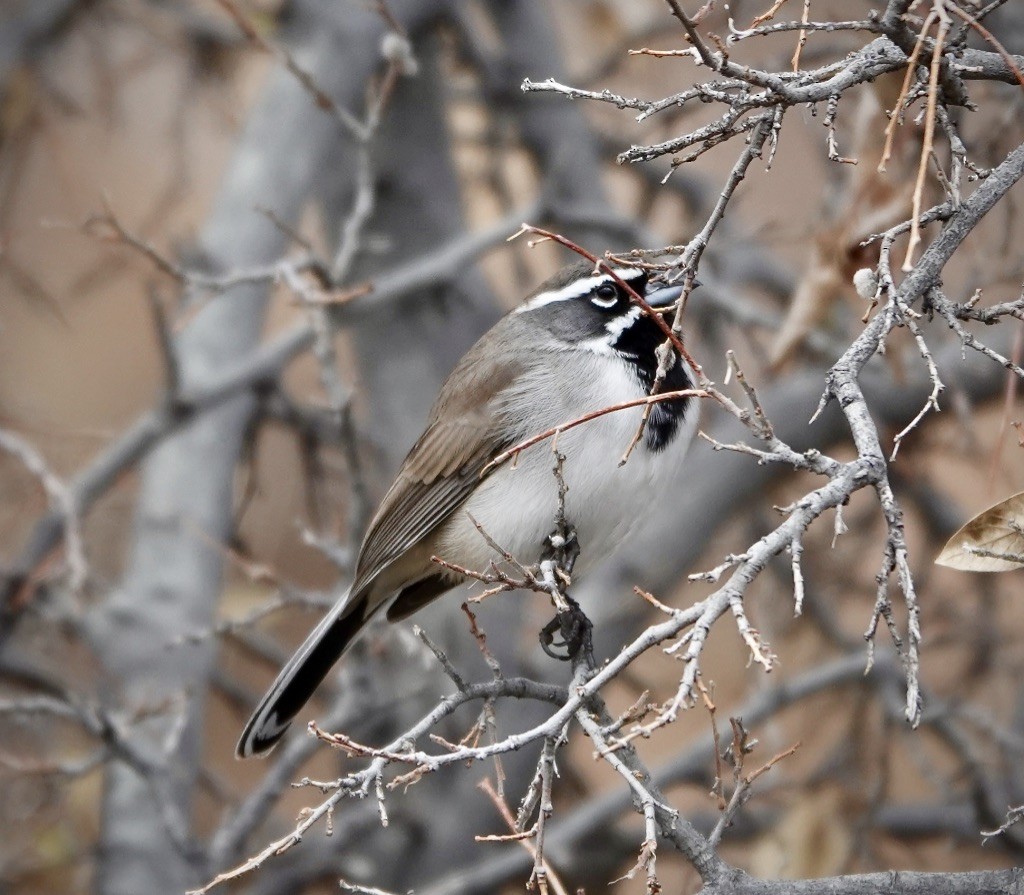 ノドグロヒメドリ - ML647721830