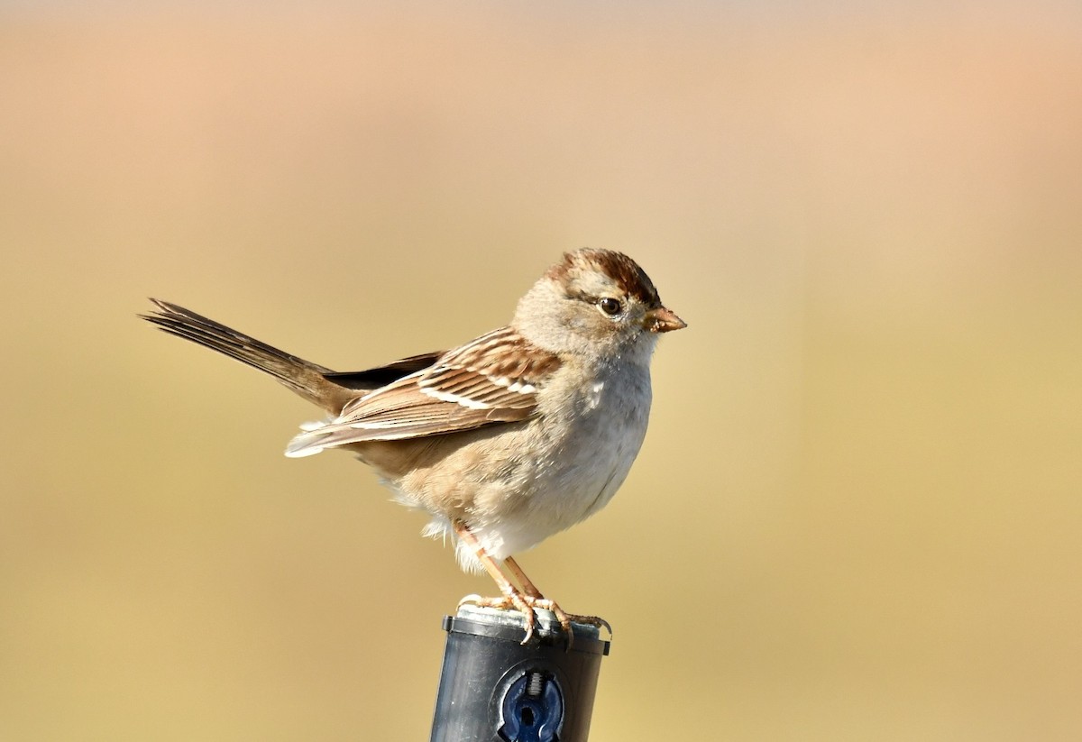 Chingolo Coroniblanco - ML647721840