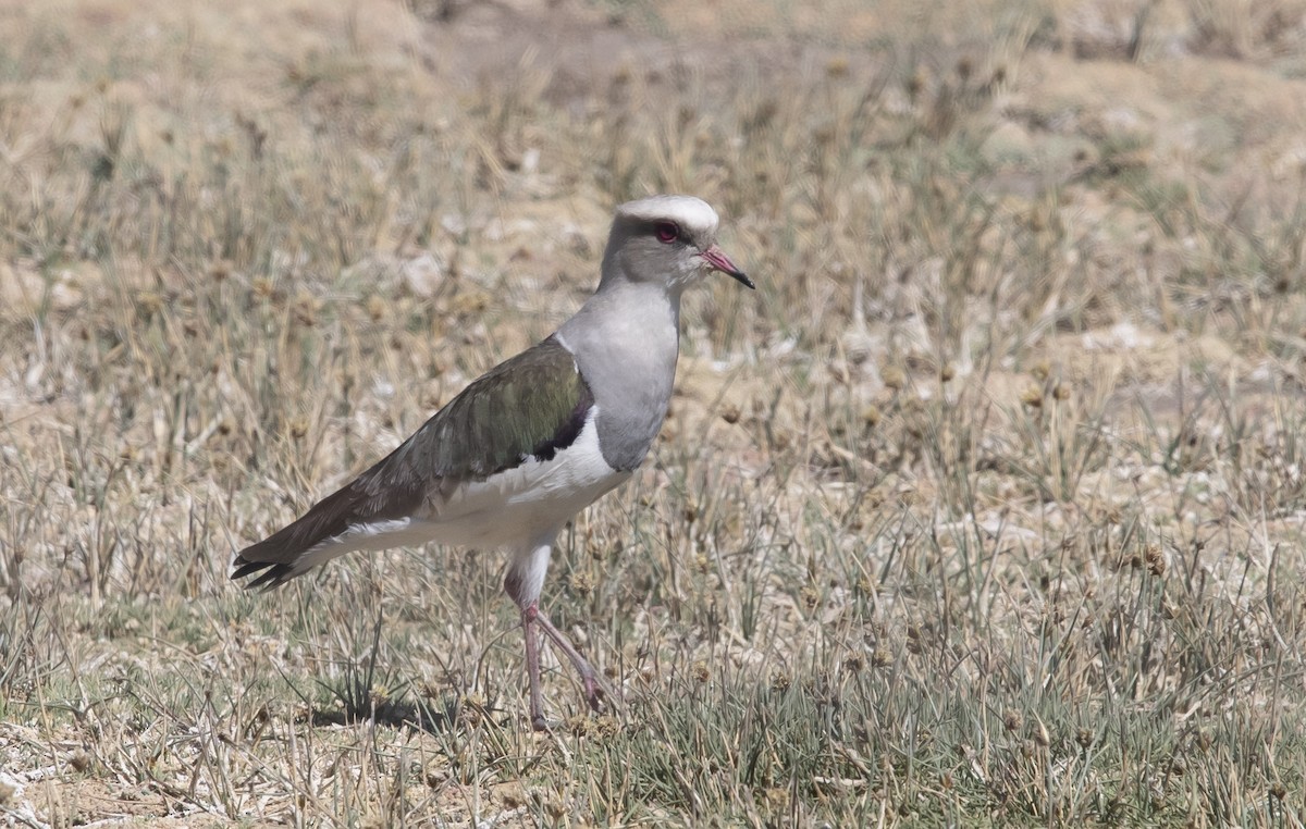 Andean Lapwing - ML647721841