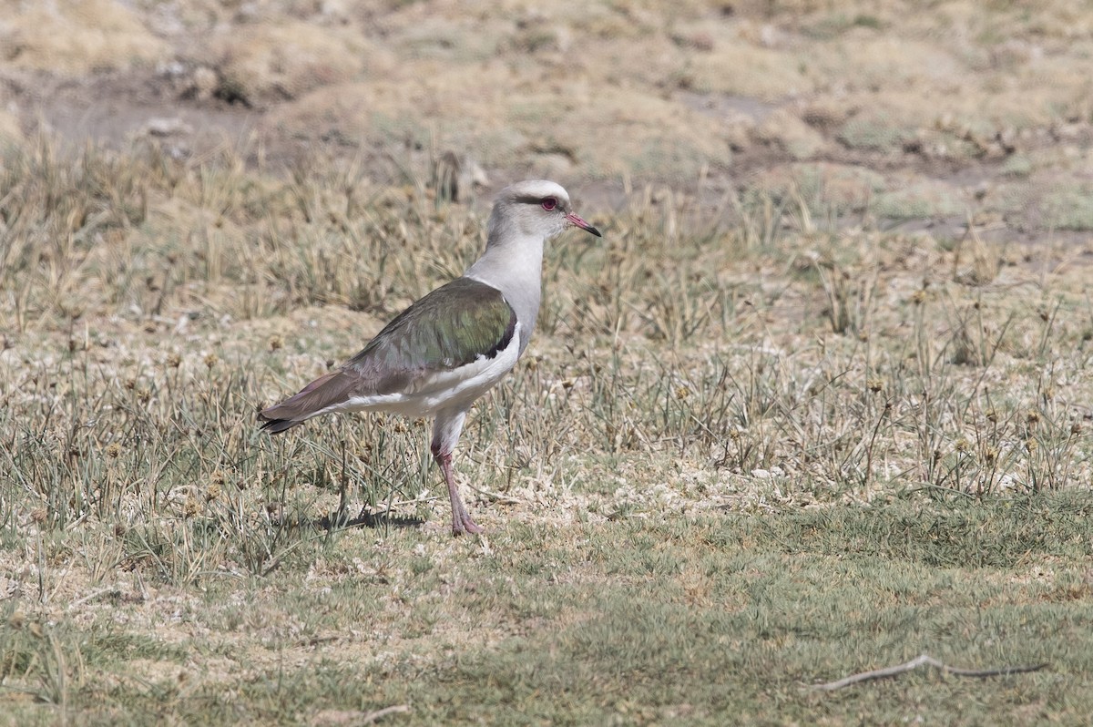 Andean Lapwing - ML647721843