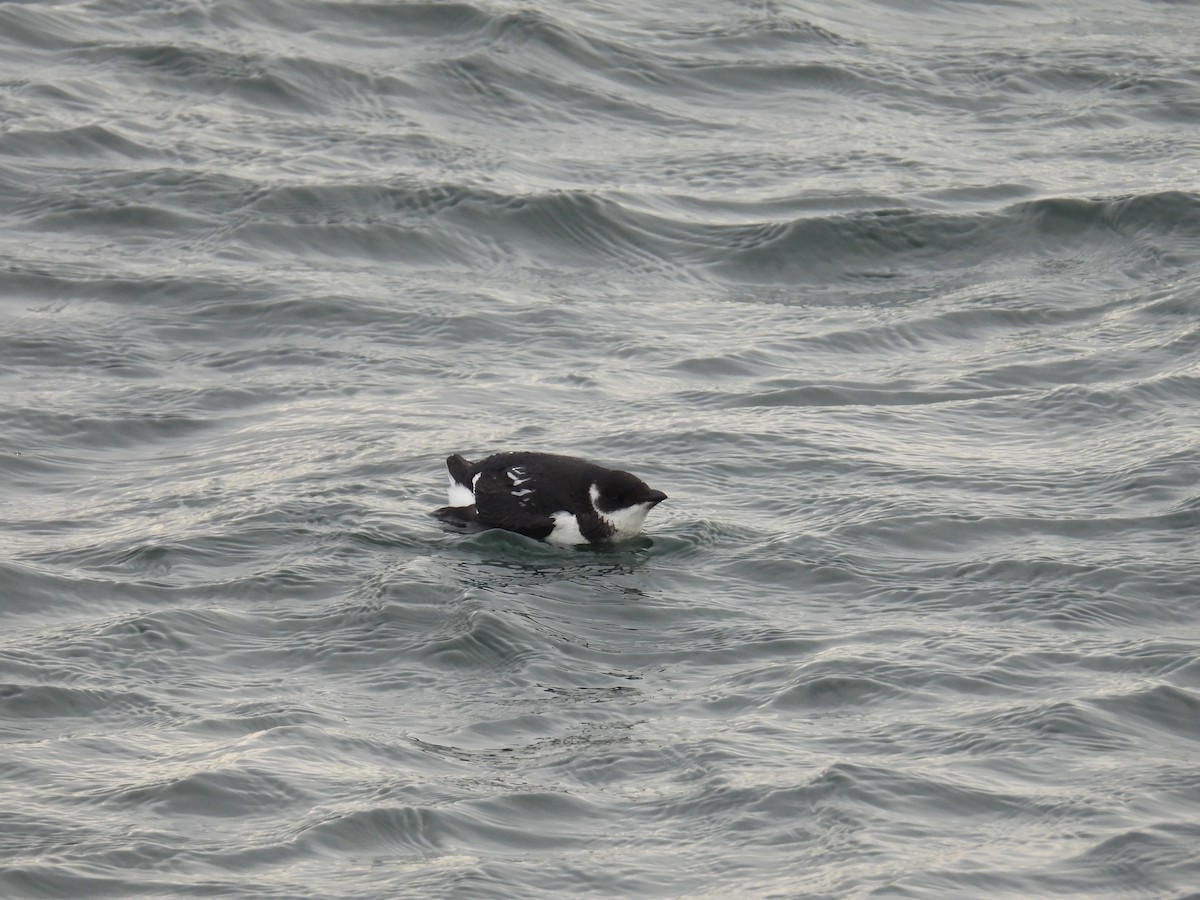 Pottorro txikia - ML647721844