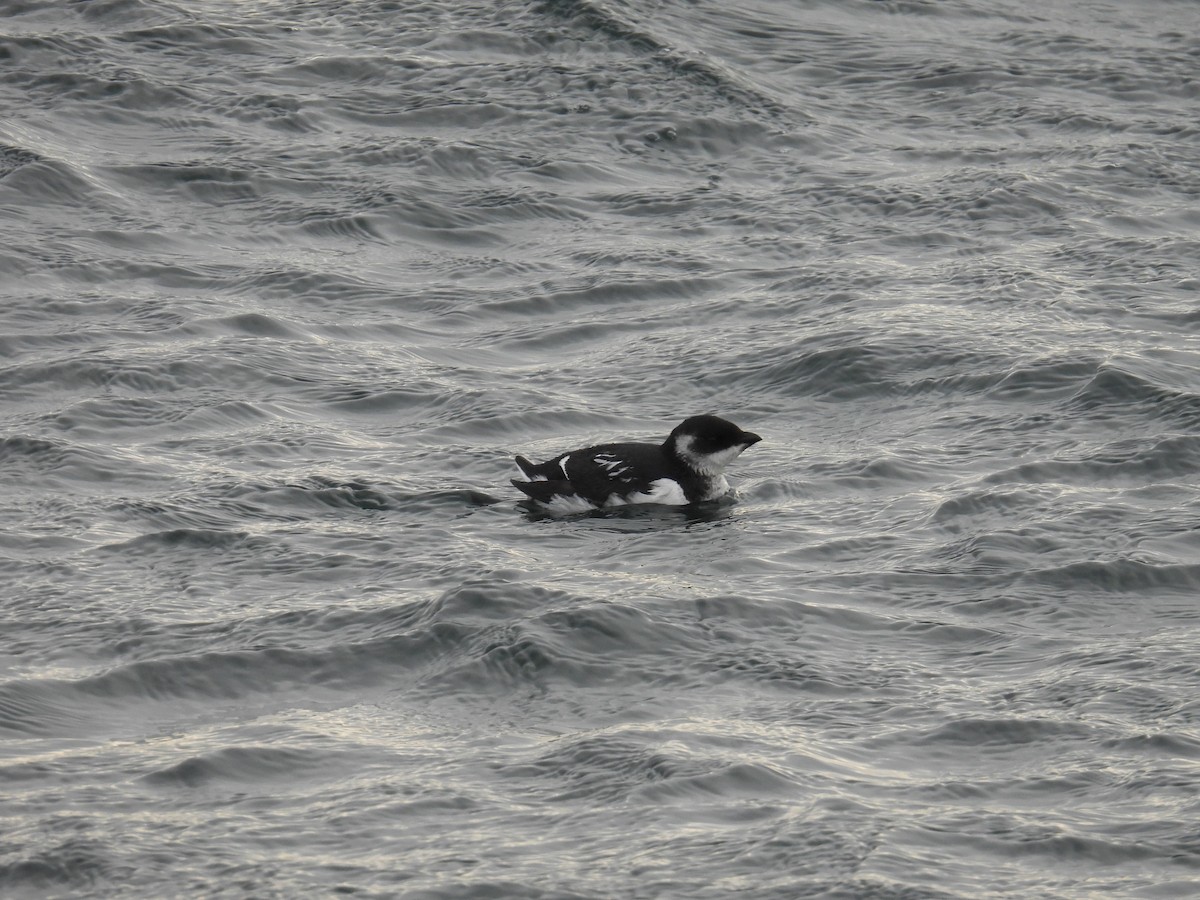 Pottorro txikia - ML647721848