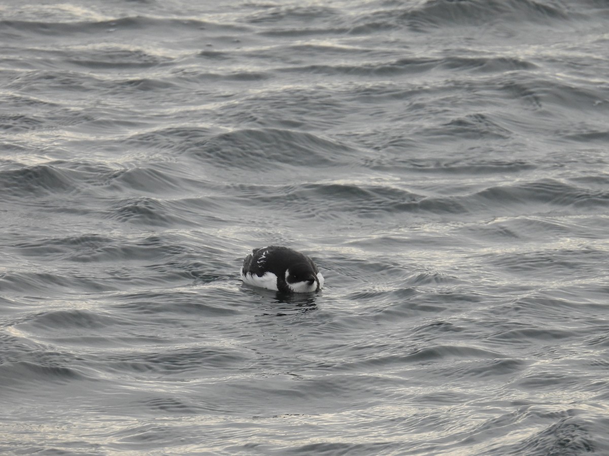 Pottorro txikia - ML647721851