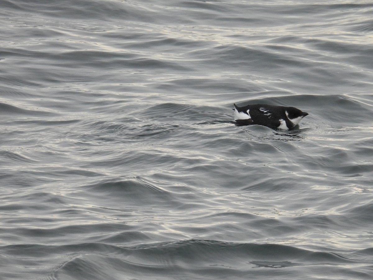 Pottorro txikia - ML647721853