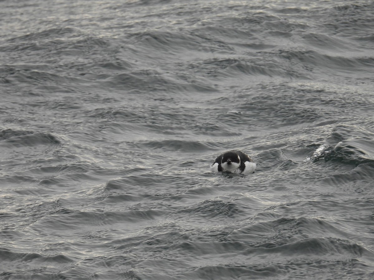 Pottorro txikia - ML647721854