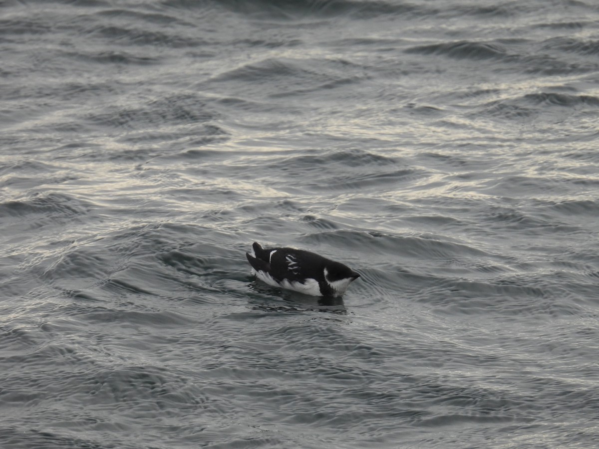 Pottorro txikia - ML647721856