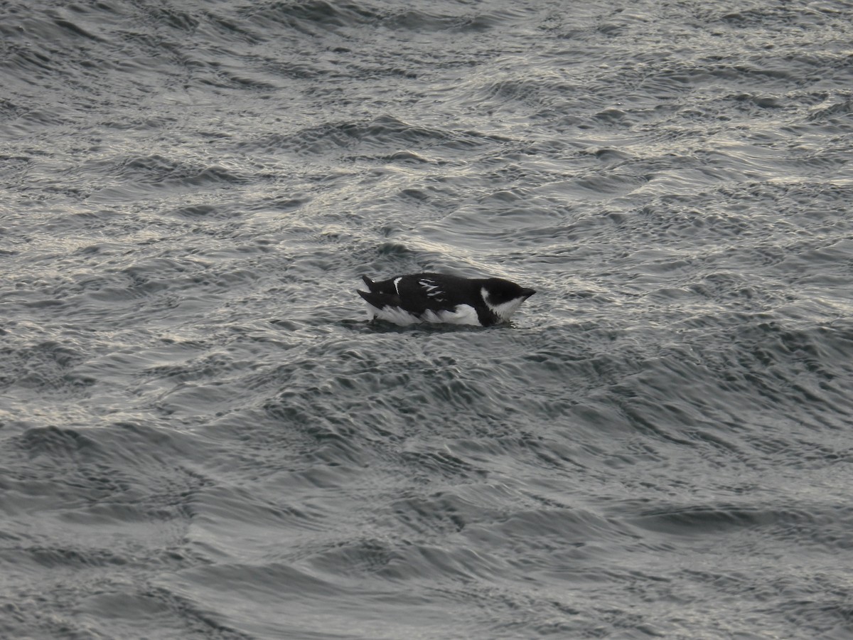 Pottorro txikia - ML647721857