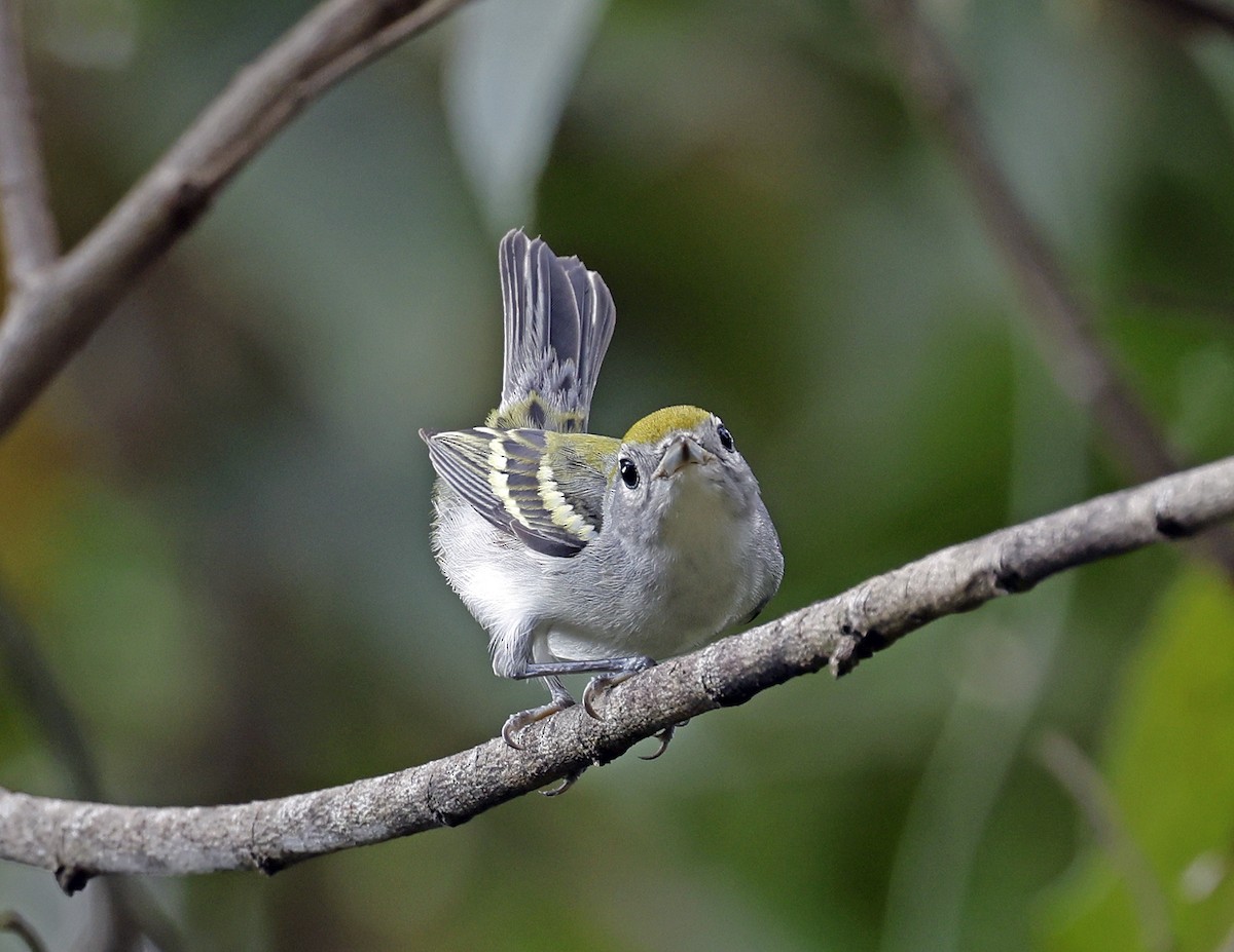 Chestnut-sided Warbler - ML647721864
