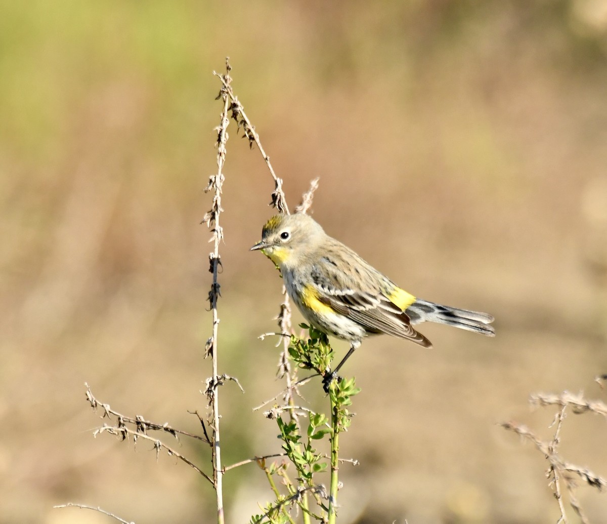Reinita Coronada - ML647721867