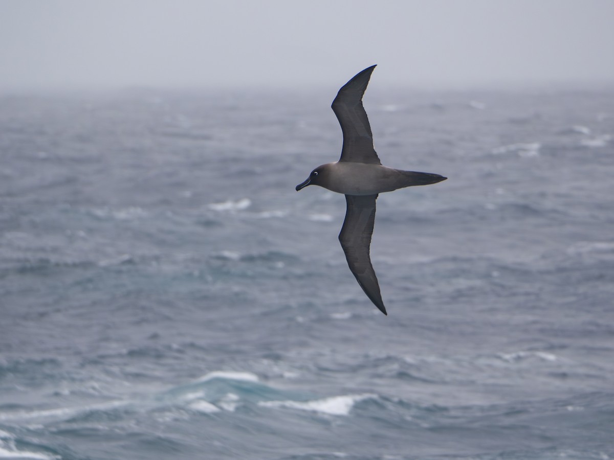 Light-mantled Albatross - ML647721870