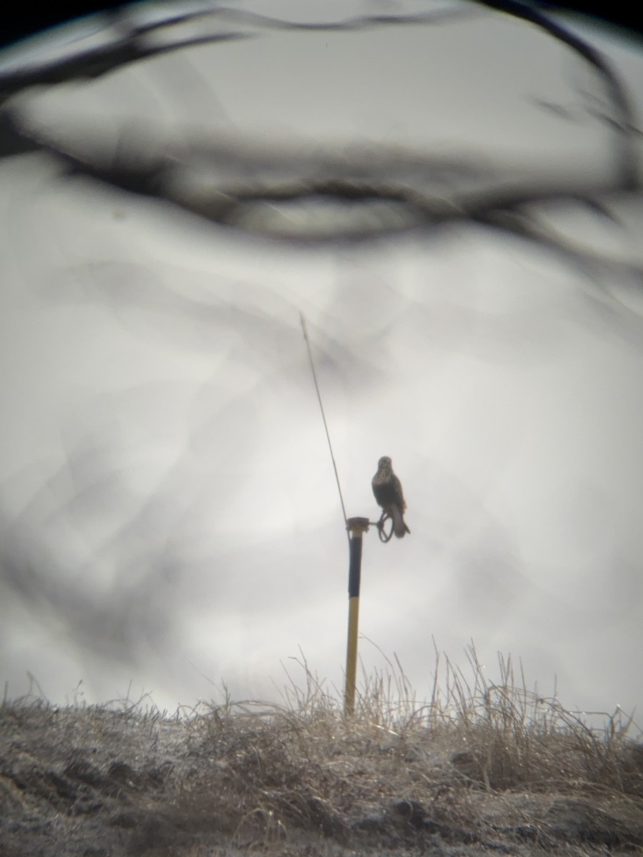 káně rousná - ML647721875