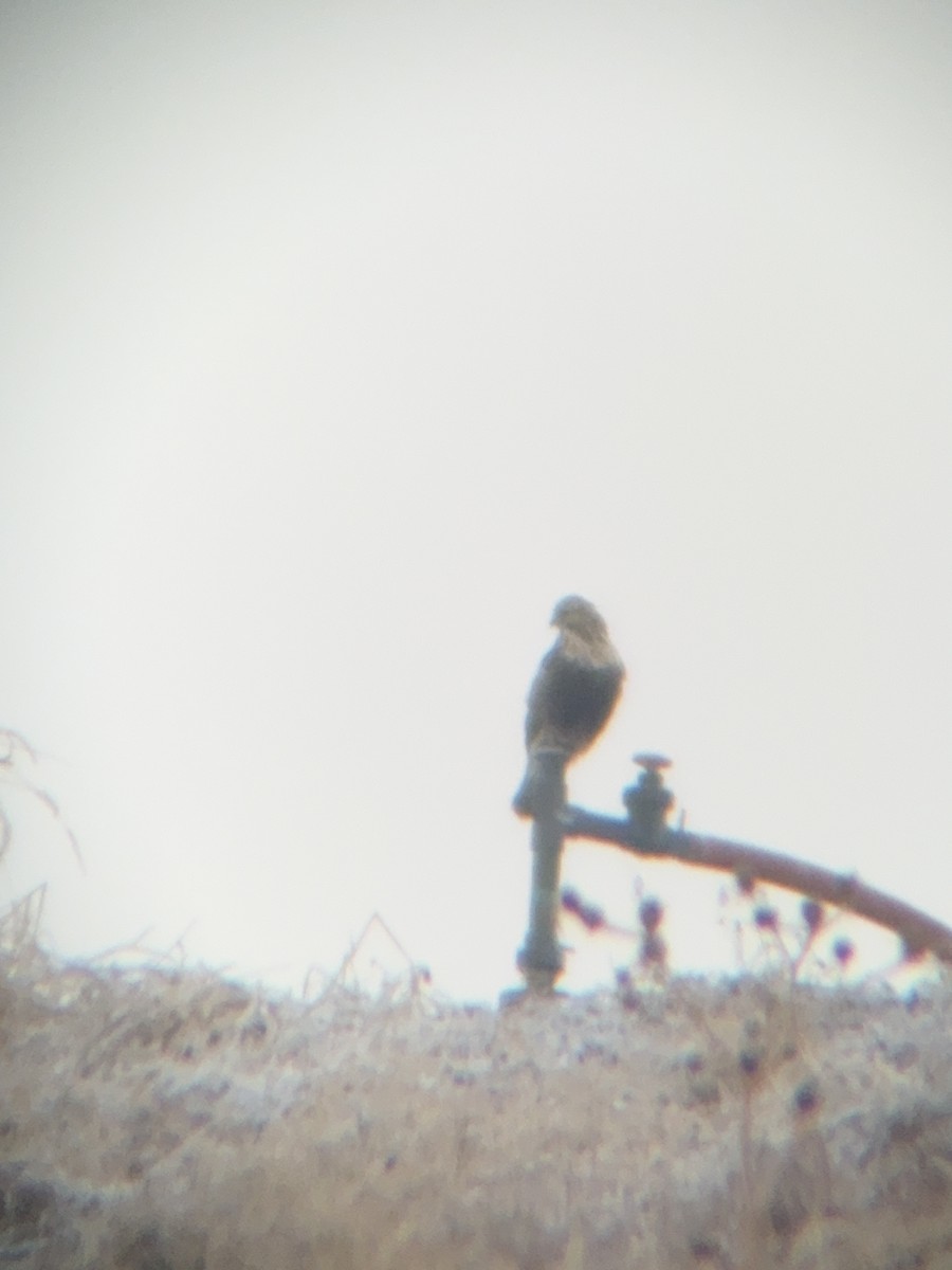 káně rousná - ML647721876