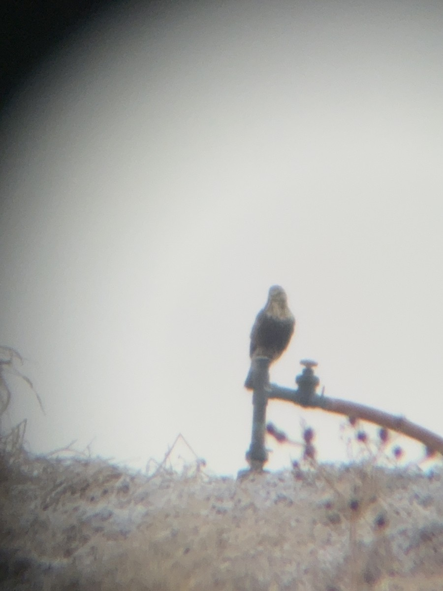 káně rousná - ML647721877