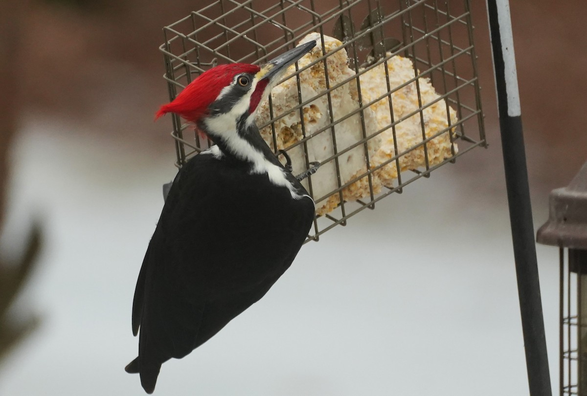 datel chocholatý - ML647721889