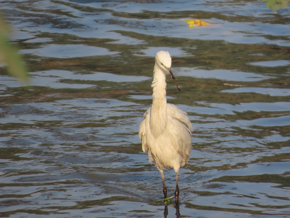 Little Egret - ML647721890