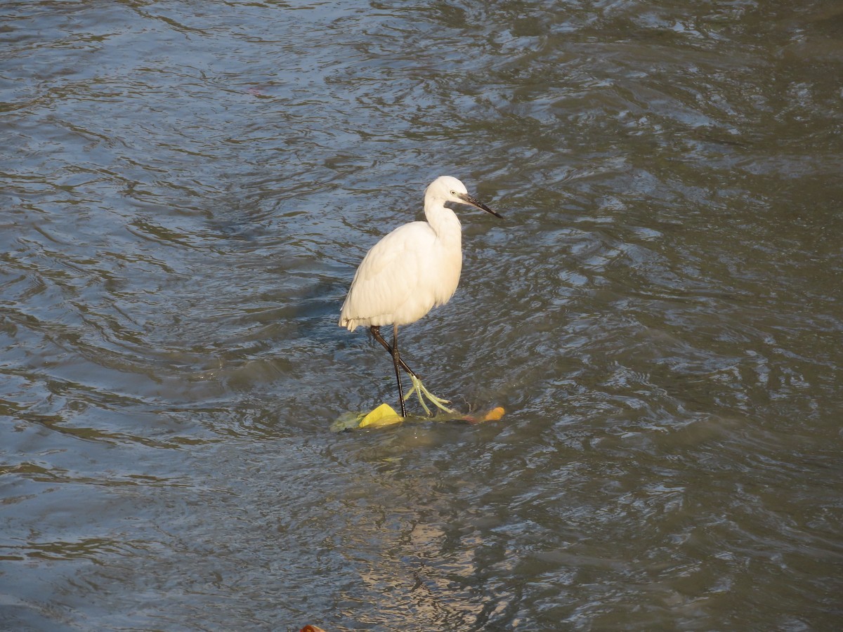 Little Egret - ML647721896