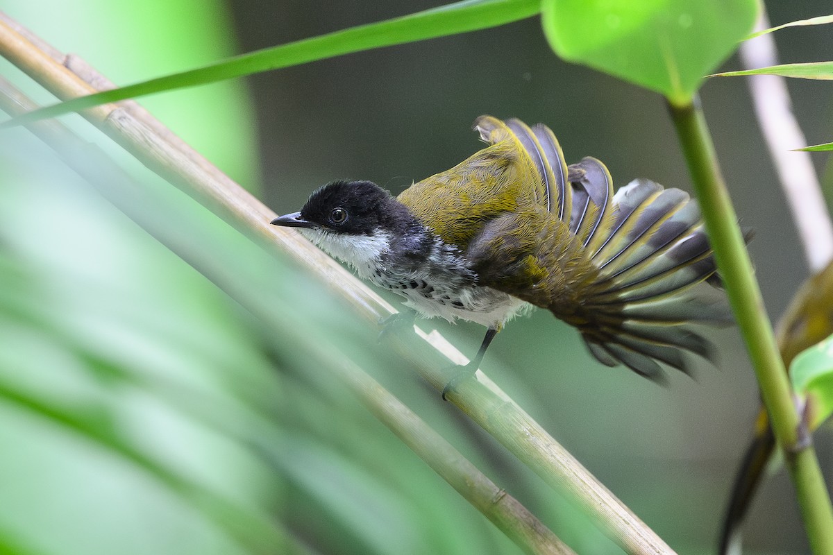 skjellbylbyl - ML647721899